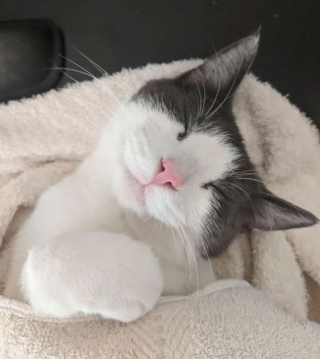Illustration de l'article : 20 photos attendrissantes de chats bien installés sous la couverture