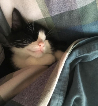 Illustration de l'article : 20 photos attendrissantes de chats bien installés sous la couverture