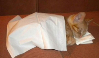 Illustration de l'article : 20 photos attendrissantes de chats bien installés sous la couverture