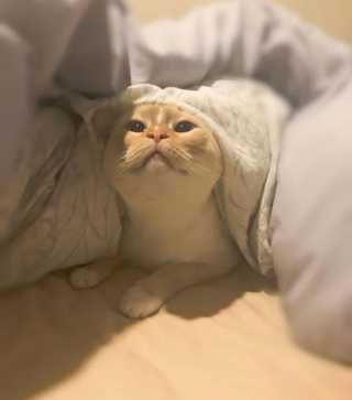 Illustration de l'article : 20 photos attendrissantes de chats bien installés sous la couverture