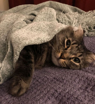 Illustration de l'article : 20 photos attendrissantes de chats bien installés sous la couverture