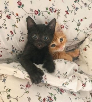 Illustration de l'article : 20 photos attendrissantes de chats bien installés sous la couverture