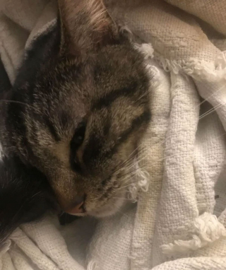 Illustration de l'article : 20 photos attendrissantes de chats bien installés sous la couverture