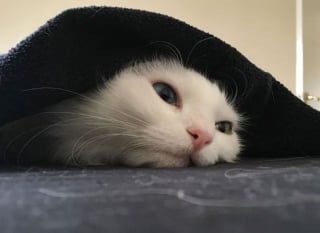 Illustration de l'article : 20 photos attendrissantes de chats bien installés sous la couverture