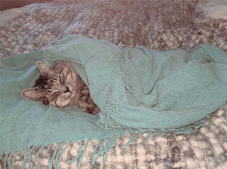 Illustration de l'article : 20 photos attendrissantes de chats bien installés sous la couverture