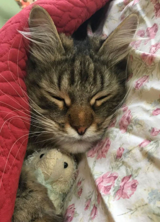 Illustration de l'article : 20 photos attendrissantes de chats bien installés sous la couverture