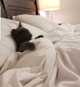 Illustration de l'article : 20 photos attendrissantes de chats bien installés sous la couverture