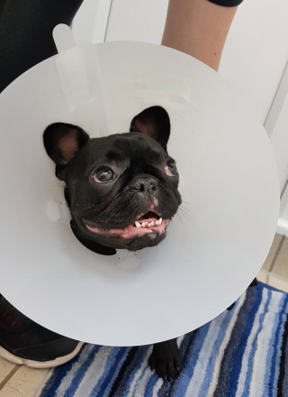 Illustration de l'article : L'opération chirurgicale pour aider un Bouledogue Français, souffrant de problèmes respiratoires, à mener une vie normale