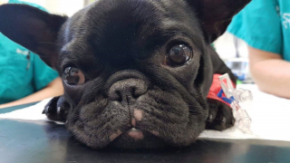 Illustration de l'article : L'opération chirurgicale pour aider un Bouledogue Français, souffrant de problèmes respiratoires, à mener une vie normale