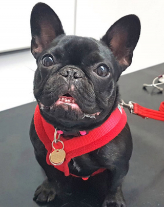 Illustration de l'article : L'opération chirurgicale pour aider un Bouledogue Français, souffrant de problèmes respiratoires, à mener une vie normale