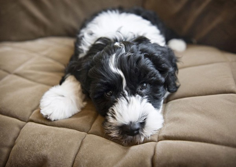 https://www.woopets.fr/assets/ckeditor/2021/jul/all/11704/xl/Cutest-Puppy-Photos-Weve-Ever-Seen-.jpg