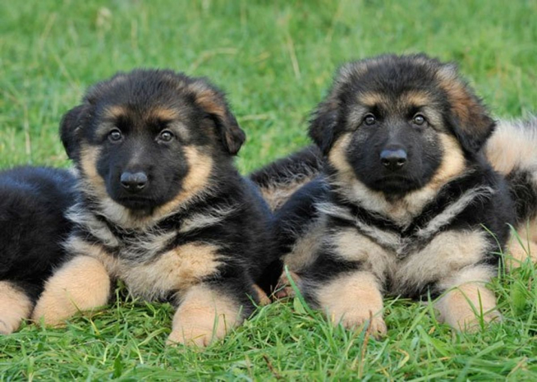 https://www.woopets.fr/assets/ckeditor/2021/jul/all/11704/xl/Cutest-Puppy-Photos-Weve-Ever-Seen-1-4.jpg