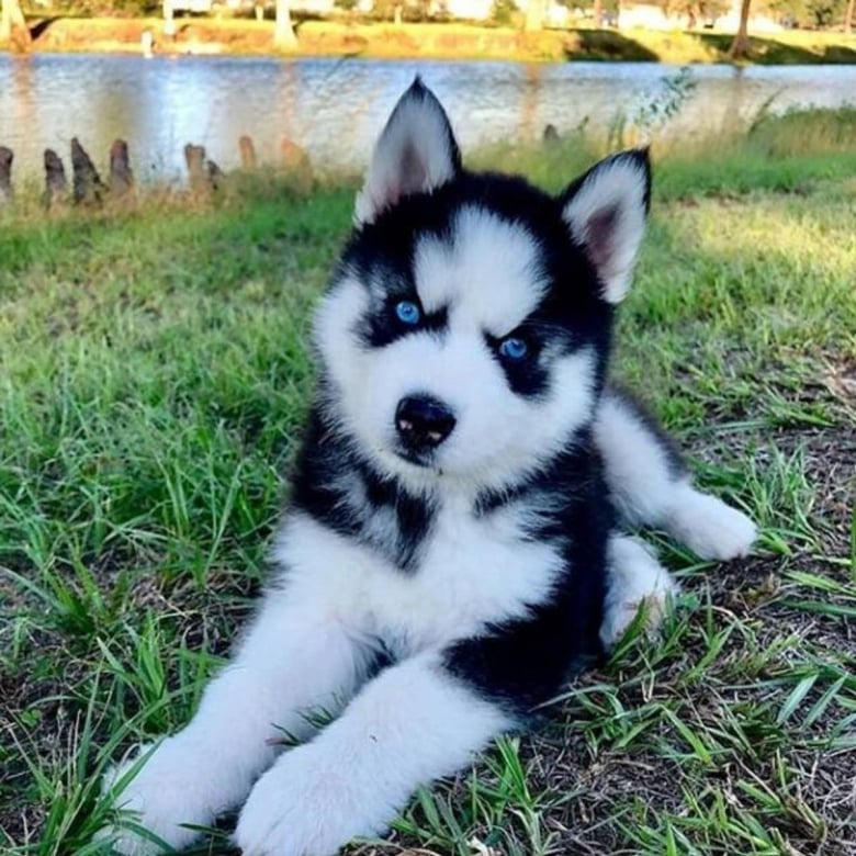 https://www.woopets.fr/assets/ckeditor/2021/jul/all/11704/xl/Cutest-Puppy-Photos-Weve-Ever-Seen-1-5-608x608.jpg