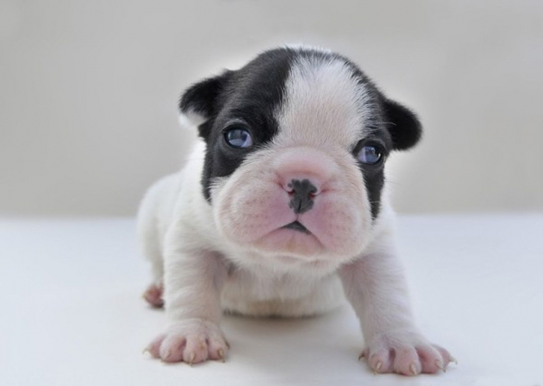 https://www.woopets.fr/assets/ckeditor/2021/jul/all/11704/xl/Cutest-Puppy-Photos-Weve-Ever-Seen-1-6.jpg