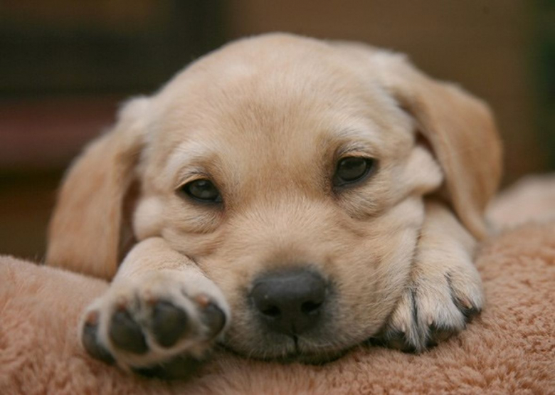 https://www.woopets.fr/assets/ckeditor/2021/jul/all/11704/xl/unnamed-file-1.jpg