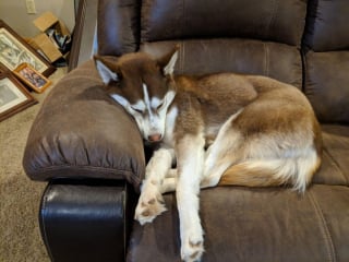 Illustration de l'article : Ces 14 Huskies drôles et adorables montrent qu'ils sont les véritables propriétaires de la maison !