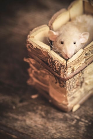 Illustration de l'article : 17 portraits d'animaux de compagnie sublimés par l'effet sépia