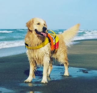Illustration de l'article : La mission de ce Golden Retriever courageux est de veiller à la sécurité des nageurs