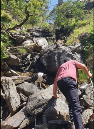 Illustration de l'article : Des drones survolent la montagne pour retrouver un chien de berger disparu depuis plusieurs jours