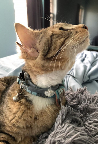 Illustration de l'article : L'incroyable rencontre entre une bénévole et un chat né avec 4 oreilles (vidéo)