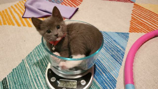 Illustration de l'article : 14 photos de chatons errants qui ont trouvé leur famille pour toujours