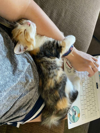 Illustration de l'article : 14 photos de chatons errants qui ont trouvé leur famille pour toujours