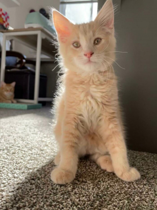 Illustration de l'article : 14 photos de chatons errants qui ont trouvé leur famille pour toujours