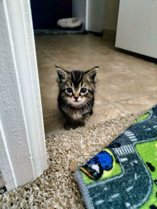 Illustration de l'article : 14 photos de chatons errants qui ont trouvé leur famille pour toujours