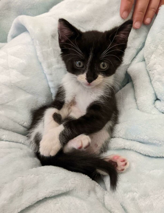 Illustration de l'article : 14 photos de chatons errants qui ont trouvé leur famille pour toujours