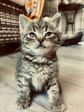 Illustration de l'article : 14 photos de chatons errants qui ont trouvé leur famille pour toujours