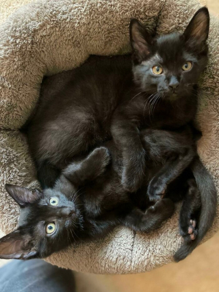 Illustration de l'article : 14 photos de chatons errants qui ont trouvé leur famille pour toujours