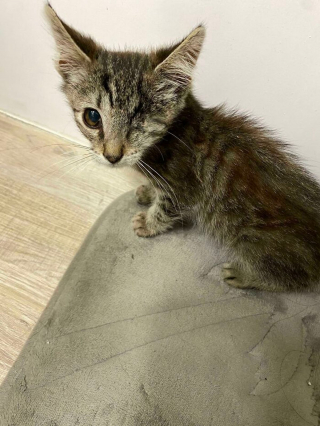 Illustration de l'article : 14 photos de chatons errants qui ont trouvé leur famille pour toujours