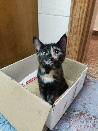 Illustration de l'article : 14 photos de chatons errants qui ont trouvé leur famille pour toujours