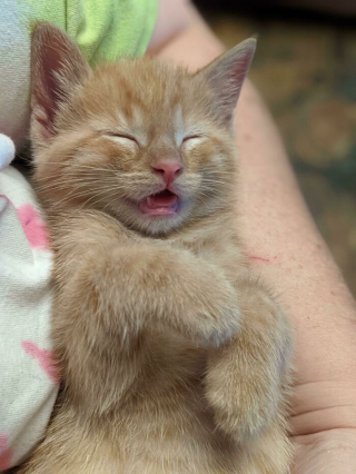 Illustration de l'article : 14 photos de chatons errants qui ont trouvé leur famille pour toujours