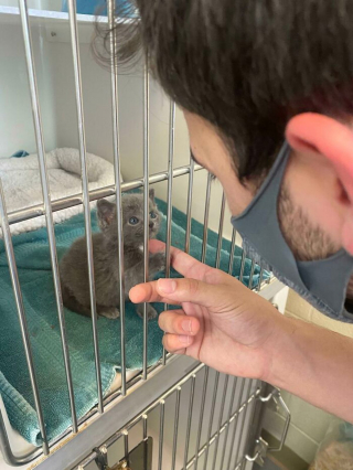 Illustration de l'article : 14 photos de chatons errants qui ont trouvé leur famille pour toujours