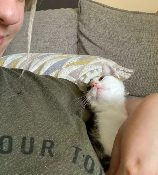 Illustration de l'article : 14 photos de chatons errants qui ont trouvé leur famille pour toujours