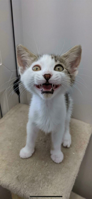 Illustration de l'article : 14 photos de chatons errants qui ont trouvé leur famille pour toujours