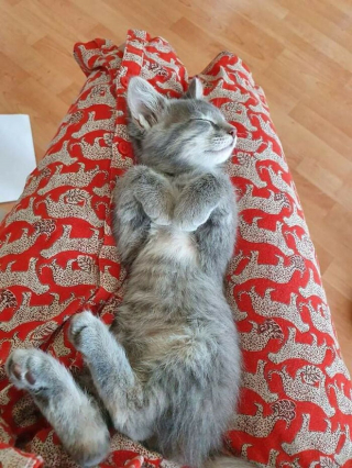 Illustration de l'article : 14 photos de chatons errants qui ont trouvé leur famille pour toujours