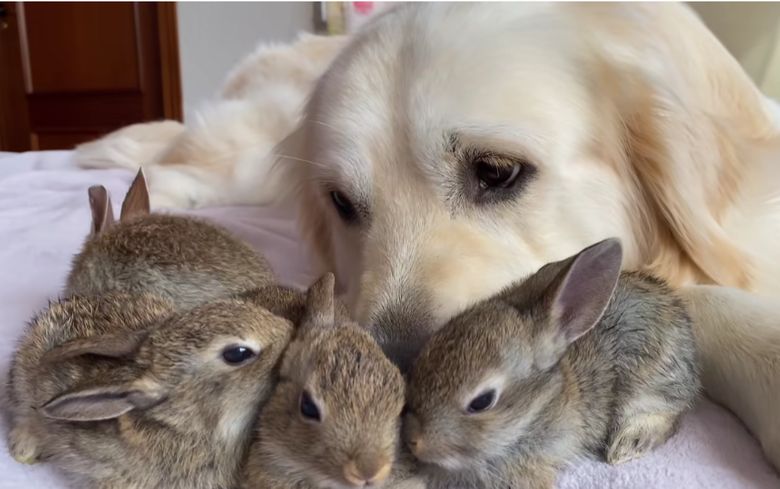 Illustration de l'article : Un Golden Retriever adopte les petits d’une lapine sauvée par son propriétaire (vidéo)