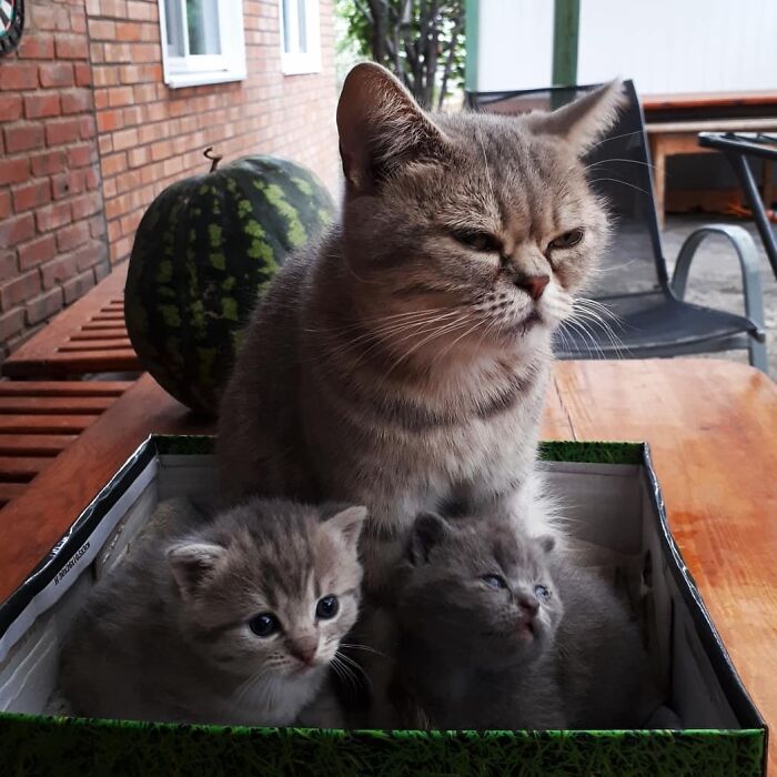 Illustration de l'article : 20 photos d’un chat au visage unique