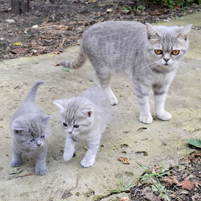 Illustration de l'article : 20 photos d’un chat au visage unique
