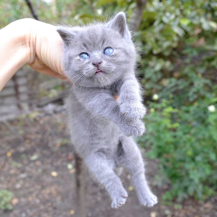 Illustration de l'article : 20 photos d’un chat au visage unique
