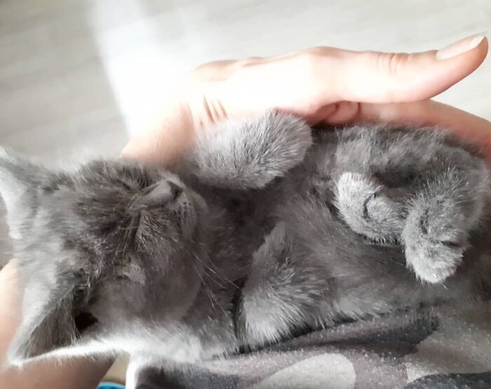 Illustration de l'article : 20 photos d’un chat au visage unique