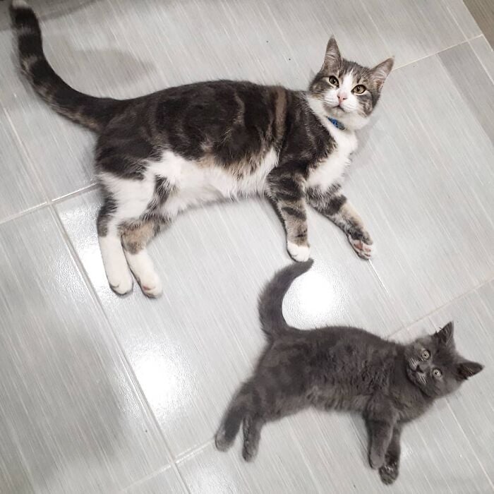Illustration de l'article : 20 photos d’un chat au visage unique