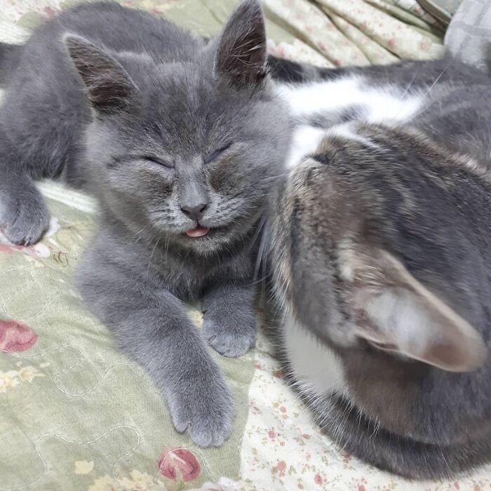 Illustration de l'article : 20 photos d’un chat au visage unique