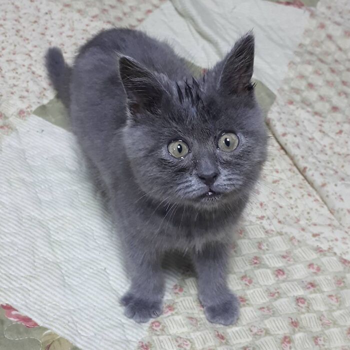 Illustration de l'article : 20 photos d’un chat au visage unique