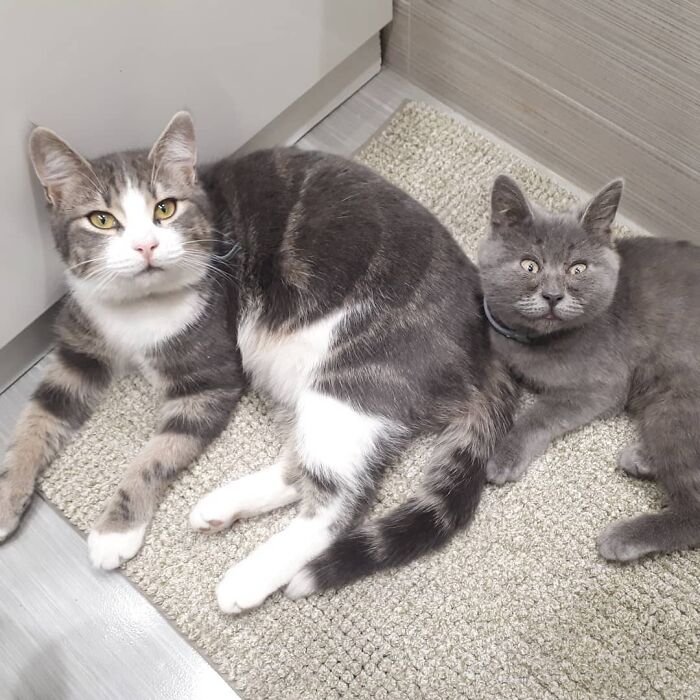 Illustration de l'article : 20 photos d’un chat au visage unique