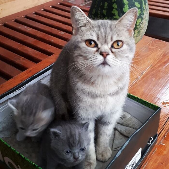 Illustration de l'article : 20 photos d’un chat au visage unique