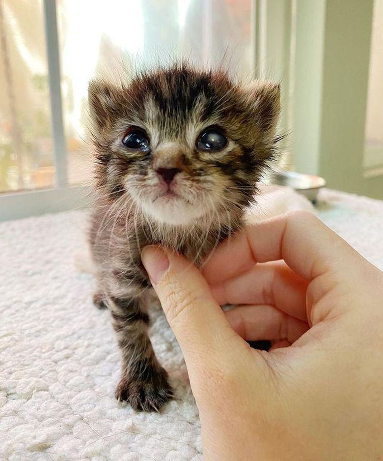 Un Chaton Tres Malade Ne Veut Plus Quitter La Peluche Que Sa Famille D Accueil Lui A Offert
