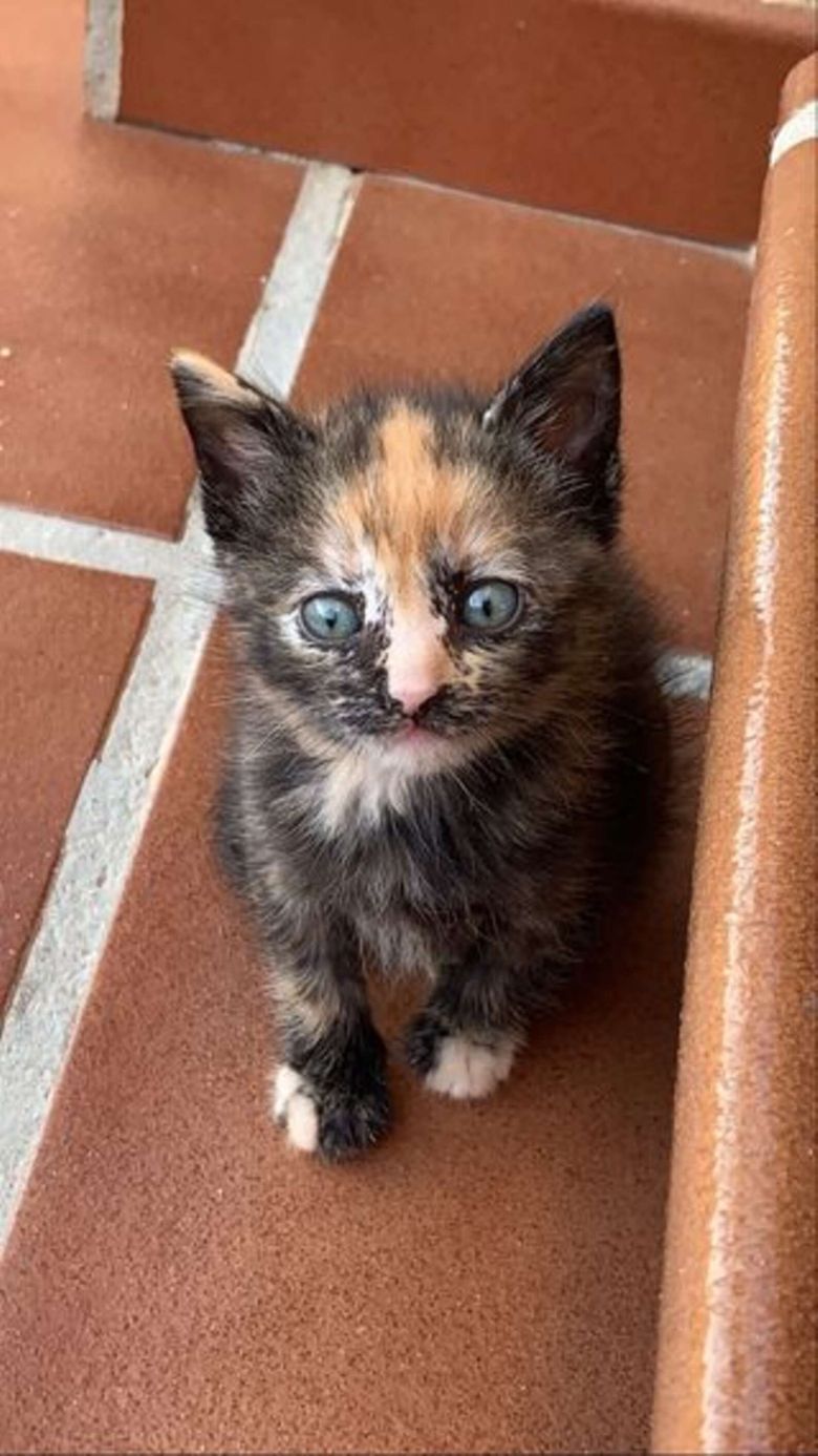 La Tendre Amitie Entre Un Centenaire Et Un Chaton Video